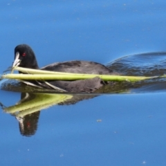 Fulica atra (Eurasian Coot) at Jerrabomberra Wetlands - 19 May 2023 by RodDeb