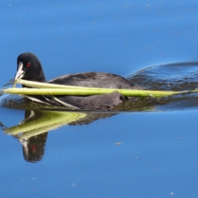 Fulica atra (Eurasian Coot) at Fyshwick, ACT - 19 May 2023 by RodDeb