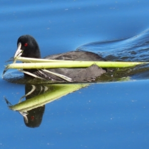 Fulica atra at Fyshwick, ACT - 19 May 2023