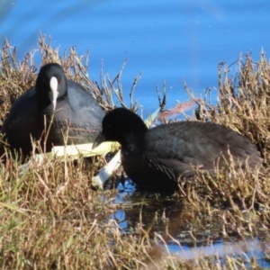 Fulica atra at Fyshwick, ACT - 19 May 2023