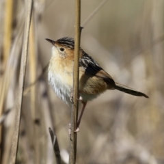 Cisticola exilis (Golden-headed Cisticola) at Fyshwick, ACT - 19 May 2023 by RodDeb