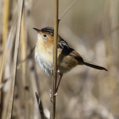 Cisticola exilis (Golden-headed Cisticola) at Fyshwick, ACT - 19 May 2023 by RodDeb