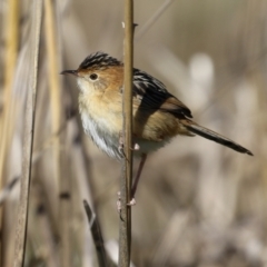 Cisticola exilis at Fyshwick, ACT - 19 May 2023