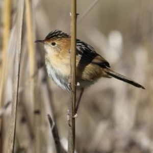 Cisticola exilis at Fyshwick, ACT - 19 May 2023 01:07 PM