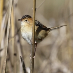 Cisticola exilis at Fyshwick, ACT - 19 May 2023