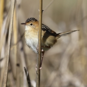 Cisticola exilis at Fyshwick, ACT - 19 May 2023 01:07 PM