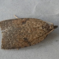 Meritastis polygraphana (Mottled Bell Moth) at QPRC LGA - 17 May 2023 by Paul4K