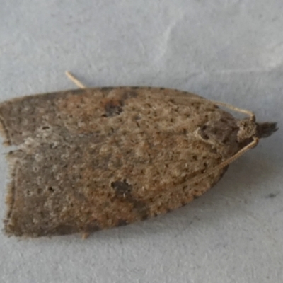 Meritastis polygraphana (Mottled Bell Moth) at Boro, NSW - 18 May 2023 by Paul4K