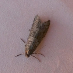 Conoeca guildingi (A case moth) at Boro, NSW - 16 May 2023 by Paul4K