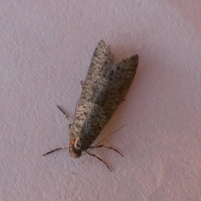 Conoeca guildingi (A case moth) at QPRC LGA - 15 May 2023 by Paul4K