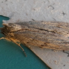 Capusa (genus) (Wedge moth) at QPRC LGA - 17 May 2023 by Paul4K