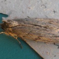 Capusa (genus) (Wedge moth) at Boro, NSW - 18 May 2023 by Paul4K