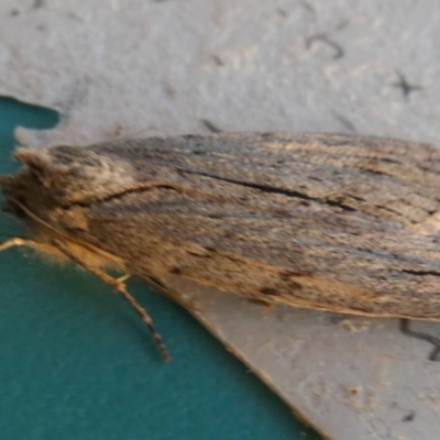 Capusa (genus) (Wedge moth) at QPRC LGA - 17 May 2023 by Paul4K