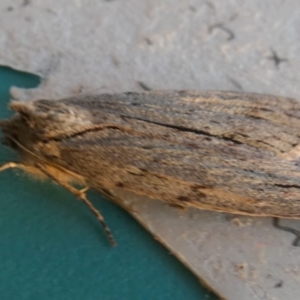Capusa (genus) at Boro, NSW - 18 May 2023
