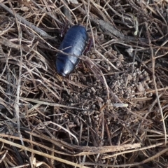 Platyzosteria sp. (genus) (Litter runner cockroach) at QPRC LGA - 17 May 2023 by Paul4K