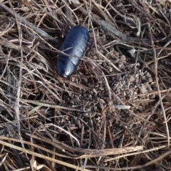 Platyzosteria sp. (genus) (Litter runner cockroach) at Boro, NSW - 17 May 2023 by Paul4K