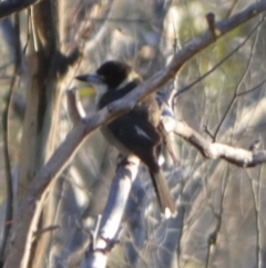 Cracticus torquatus (Grey Butcherbird) at Boro, NSW - 16 May 2023 by Paul4K