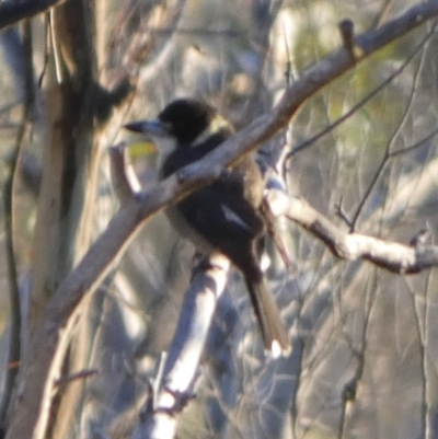 Cracticus torquatus (Grey Butcherbird) at Boro, NSW - 16 May 2023 by Paul4K