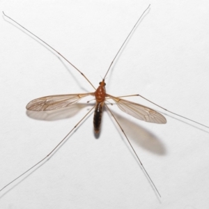 Leptotarsus (Macromastix) costalis at Wellington Point, QLD - suppressed