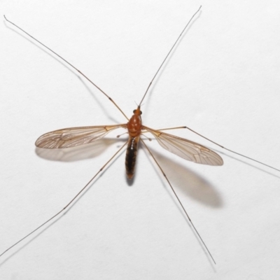 Leptotarsus (Macromastix) costalis (Common Brown Crane Fly) at Wellington Point, QLD - 16 May 2023 by TimL