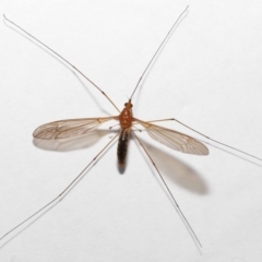 Unidentified Crane fly, midge, mosquito or gnat (several families) at Wellington Point, QLD - 16 May 2023 by TimL