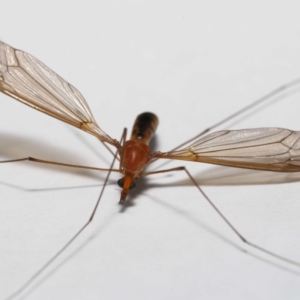 Leptotarsus (Macromastix) costalis at Wellington Point, QLD - suppressed