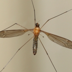 Leptotarsus (Macromastix) costalis at Wellington Point, QLD - suppressed