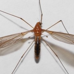 Leptotarsus (Macromastix) costalis at Wellington Point, QLD - suppressed