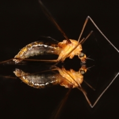 Leptotarsus (Macromastix) costalis at Wellington Point, QLD - suppressed