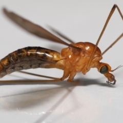 Leptotarsus (Macromastix) costalis (Common Brown Crane Fly) at Wellington Point, QLD - 16 May 2023 by TimL