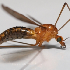 Leptotarsus (Macromastix) costalis at Wellington Point, QLD - suppressed