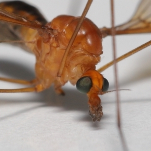 Leptotarsus (Macromastix) costalis at Wellington Point, QLD - suppressed