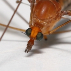 Leptotarsus (Macromastix) costalis at Wellington Point, QLD - suppressed