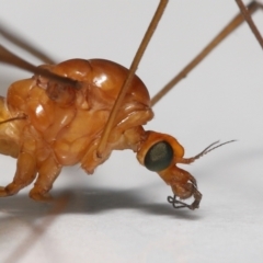 Leptotarsus (Macromastix) costalis at Wellington Point, QLD - suppressed