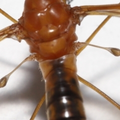 Leptotarsus (Macromastix) costalis at Wellington Point, QLD - suppressed