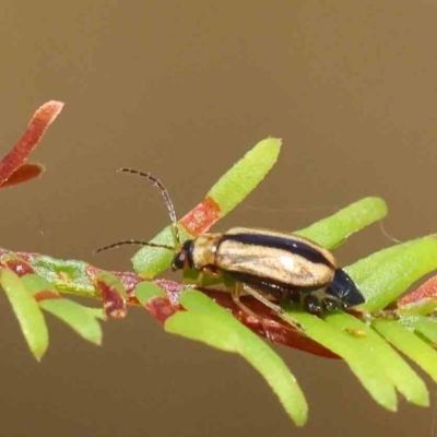 Monolepta froggatti (Leaf beetle) at Dryandra St Woodland - 28 Jan 2023 by ConBoekel