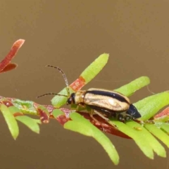 Monolepta froggatti (Leaf beetle) at O'Connor, ACT - 28 Jan 2023 by ConBoekel