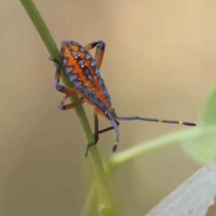 Amorbus sp. (genus) (Eucalyptus Tip bug) at O'Connor, ACT - 28 Jan 2023 by ConBoekel