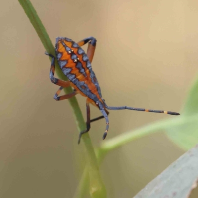 Amorbus sp. (genus) (Eucalyptus Tip bug) at O'Connor, ACT - 28 Jan 2023 by ConBoekel