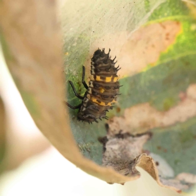 Harmonia conformis (Common Spotted Ladybird) at Dryandra St Woodland - 28 Jan 2023 by ConBoekel