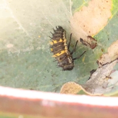 Harmonia conformis at O'Connor, ACT - 28 Jan 2023