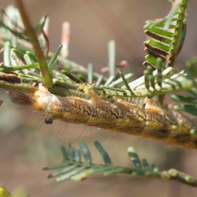 Lepidoptera unclassified IMMATURE (caterpillar or pupa or cocoon) at O'Connor, ACT - 28 Jan 2023 by ConBoekel