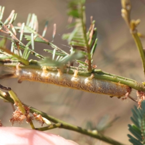 Lepidoptera unclassified IMMATURE at O'Connor, ACT - 28 Jan 2023