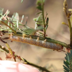 Lepidoptera unclassified IMMATURE at O'Connor, ACT - 28 Jan 2023