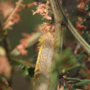 Lepidoptera unclassified IMMATURE at O'Connor, ACT - 28 Jan 2023