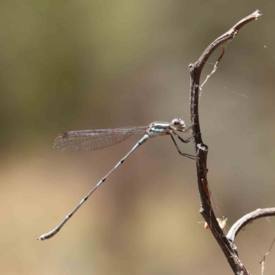 Austrolestes leda (Wandering Ringtail) at Dryandra St Woodland - 28 Jan 2023 by ConBoekel