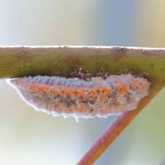 Monophlebulus sp. (genus) (Giant Snowball Mealybug) at Dryandra St Woodland - 28 Jan 2023 by ConBoekel