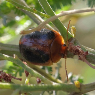 Dicranosterna immaculata (Acacia leaf beetle) at Dryandra St Woodland - 28 Jan 2023 by ConBoekel