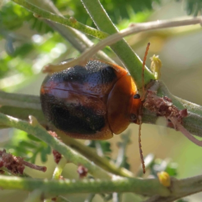 Dicranosterna immaculata (Acacia leaf beetle) at O'Connor, ACT - 28 Jan 2023 by ConBoekel