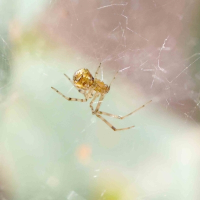 Theridion sp. (genus) (Tangle-web spider) at Dryandra St Woodland - 28 Jan 2023 by ConBoekel